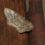 Pine Measuringworm Moth, Hypagyrtis piniata, 6656