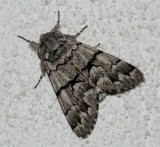 Panthea Furcilla, 9182, East ern Panthea Moth