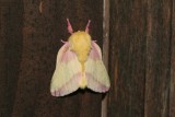 Rosy Maple Moth, Dryocampa rubicunda, 7715