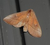 White-spotted Prominent