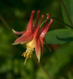 Red Columbine