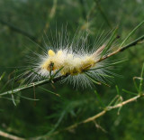 Tussock Moth cat