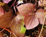 Hepatica leaves
