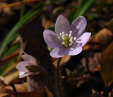 Hepatica