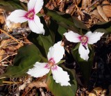 Painted Trillium