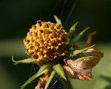 sun flower seed head