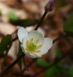 Jeffersonia