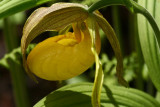 Yellow Ladies Slipper