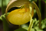 Yellow Ladies Slipper