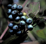 dog wood berries