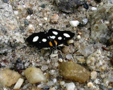 Anania funebris