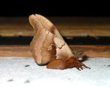 Antheraea polyphemus