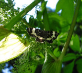 7293, Rheumaptera hastata, Spear-marked Black Moth