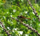 Band-winged Meadowhawk