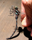 Black-tipped Darner