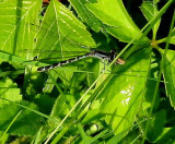 Skimming Bluet