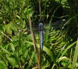 Spangled Skimmer