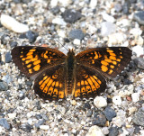 Harriss Checkerspot