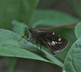 Little Glassywing