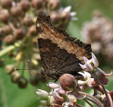 Milberts Tortoiseshell