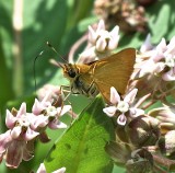 Delaware Skipper