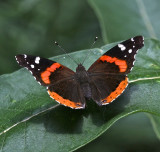 Red Admiral dorsal