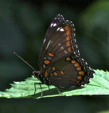 Red-spotted Admiral hybrid, ventral