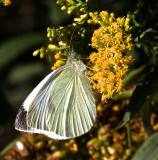 Cabbage White