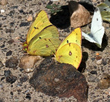 Orange Sulphurs, Clouded Sulphur