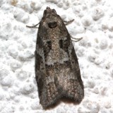 3567.1, Cnephasia stephensiana, Gray Tortrix Moth