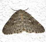 7433, Epinata autumnata, Autumnal Moth