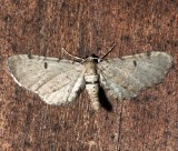 7586.1,  Eupithecia absinthiata, Wormwood Pug