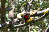 Crimson-Collared Tanager at Rancho Naturalista