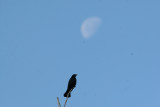Cuban Blackbird at Hatiguanico River Zapata Peninsula