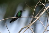 Cuban Emerald at Soroa Coffee Plantation