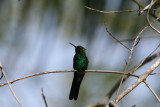Cuban Emerald at Soroa Coffee Plantation