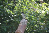 Loggerhead Kingbird at Soroa Coffee Plantation
