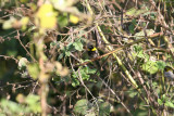 Cuban Grassquit at Vinales Pinar del Rio