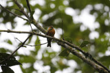 Cinnamon Flycatcher - Reserva Bellavista, Upper Tandayapa Valley