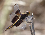Dragonfly 005