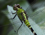 Dragonfly 003