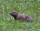 Groundhog 002