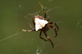 Arrowhead Orbweaver 003