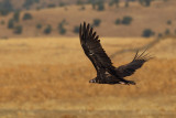 Eurasian Black Vulture (Aegypius monachus)