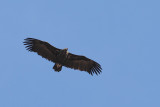 Eurasian Black Vulture (Aegypius monachus)