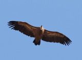 Griffon vulture (Gyps fulvus)