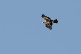 Booted Eagle (Aquila pennata)