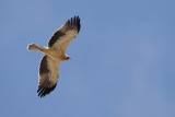 Booted Eagle (Aquila pennata)