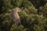 Griffon vulture (Gyps fulvus)