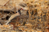 Red -Legged Partridge (Alectoris rufa)